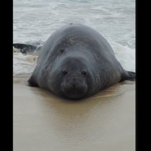 Elefante-marinho surge na Praia de São Conrado e bombeiros isolam área