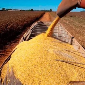Nova Mutum exporta R$ 281,8 milhões em setembro