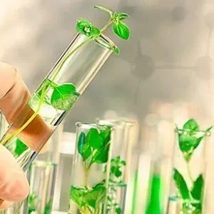 Diplomacia científica no agro pode auxiliar Brasil com barreiras externas