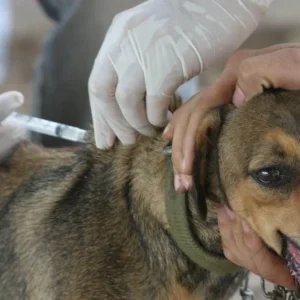 Vigilância em Saúde de Lucas do Rio Verde mantém ponto fixo de vacinação antirrábica e busca atingir meta de 17 mil animais