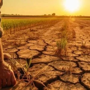 Como o agro pode se preparar para o El Niño, segundo a Embrapa