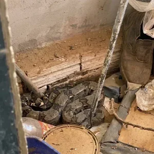 Serpente é encontrada dentro de residência e mobiliza bombeiros em Cuiabá; veja vídeo