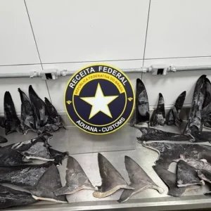 Mais de 17 toneladas de barbatanas de tubarão são apreendidas