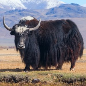 Novo bovino pré-histórico de 250 mil anos atrás é descoberto na mesma caverna que escondia fósseis de primatas
