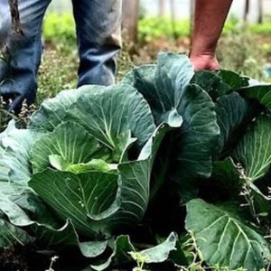 Segurança alimentar exige esforço coletivo e articulação