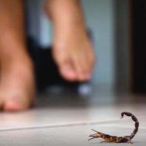 Vigilância em Saúde alerta população sobre cuidados com animais peçonhentos – Muvuca Popular