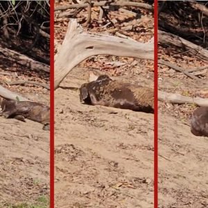 VÍDEO: ariranhas ‘brincam na areia’ no Pantanal de MT; biólogo explica