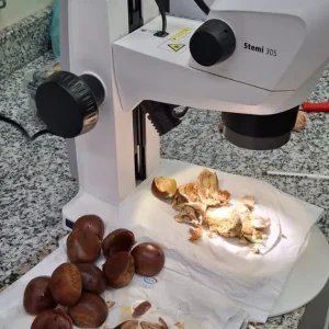 Carga de castanha vinda da Itália é interceptada com praga em SP