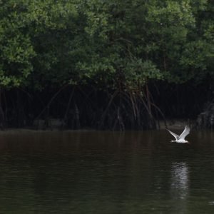 Populações de espécies selvagens diminuem 2,5% a cada ano no mundo