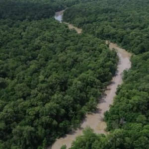 Desmatamento cai 41,8% na Amazônia e 23,8% no Cerrado em um ano