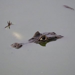 VÍDEO: jacaré é flagrado com corpo de outro na boca no Pantanal de MT