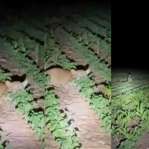 Família flagra onça-parda em meio à lavoura de soja em MT; veja vídeo