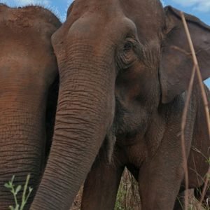 Lar de gigantes: Santuário de Elefantes Brasil completa 10 anos desde a chegada das primeiras moradoras