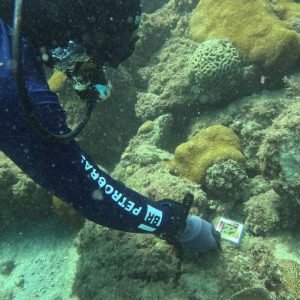 Brasil tem cinco regiões de recifes de corais costeiros sob ameaça