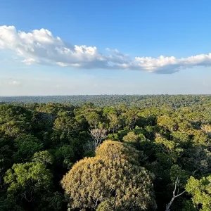 Amazônia e Cerrado evitaram emissões equivalentes às do Japão