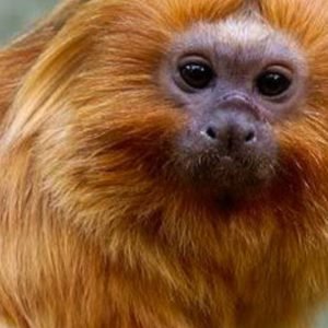 COP17 da Biodiversidade começa segunda-feira na Armênia