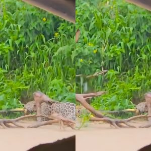 VÍDEO: onças entram em disputa por cobra no Pantanal de MT
