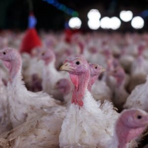 Agricultura confirma foco de doença de Newcastle em Santa Catarina
