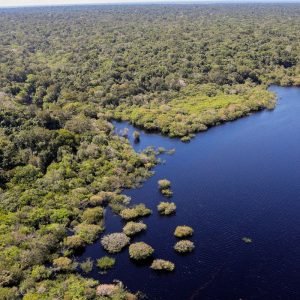 Queda de desmatamento no Brasil gera R$ 1,16 trilhão à economia global