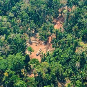Justiça dá 120 dias para que ocupantes deixem Terra Indígena Piripkura