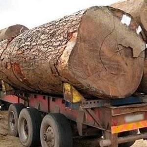 Família de trabalhador morto no transporte de toras obtém aumento da indenização em MT » Notícia Exata