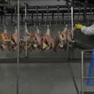 Exportações de carne suína chegam a 1,2 milhão de toneladas até setembro
