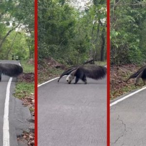 VÍDEO: tamanduá-bandeira é flagrado atravessando pista de caminhada em parque de MT