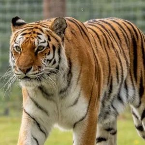 Tigre que matou homem no Reino Unido não será sacrificado, diz zoológico