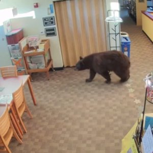 Vídeo: Urso é flagrado passeando por biblioteca na Califórnia