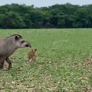 Veterinário flagra anta ao lado do filhote durante percurso de rotina em fazenda de Nova Mutum; veja vídeo