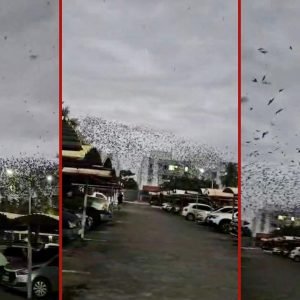 Nuvem de andorinhas em Cuiabá: biólogo explica rota das aves