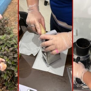 Alunas de escola do campo em MT produzem seis tipos de pomadas com plantas medicinais