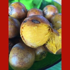 Araras-canindés são flagradas comendo ‘chiclete cuiabano’ em MT