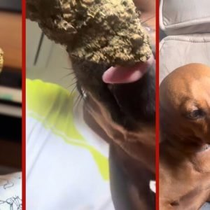 Jovem é presa suspeita de oferecer maconha para cão em Sorriso (MT); vídeo