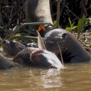 VÍDEO: ariranhas disputam peixe grande em rio no Pantanal de MT