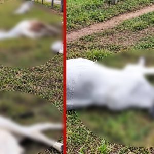 VÍDEO: raio mata cabeças de gado em propriedade rural durante temporal em MT