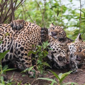 Onça-pintada e filhotes são vistos ‘abraçados’ no Pantanal de MT