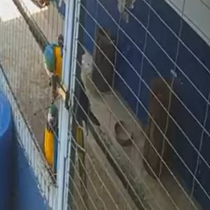 VÍDEO: arara abre cadeado e foge com outra em MT; uma é resgatada