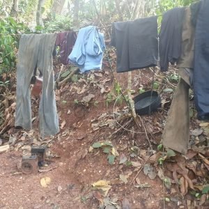 Quatro empregadores de MT entram para 'lista suja' de trabalho análogo à escravidão